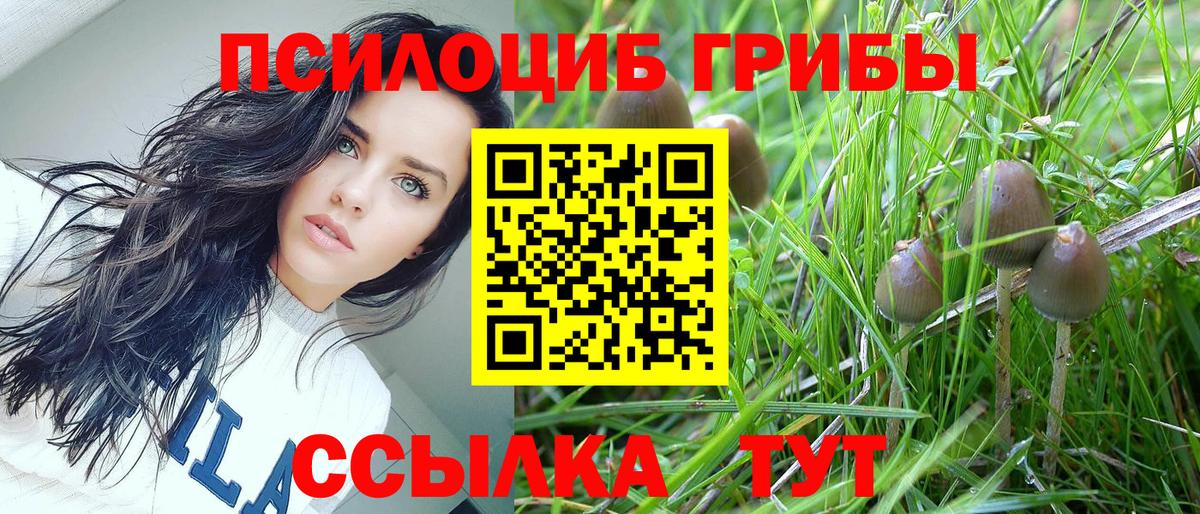 Псилоцибиновые грибы GOLDEN TEACHER  Галлюциногенные грибы Cubensis  Углич  Вход с VPN 